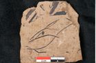 Foto (Detailansicht) von Pinus palaeostrobus Ettingshausen (NHMW-GEO-2024-0188-8266)